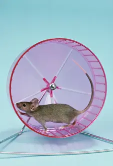 Wheels: PET MOUSE - IN WHEEL