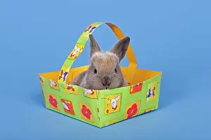 Easter: Pet rabbit in an Easter basket