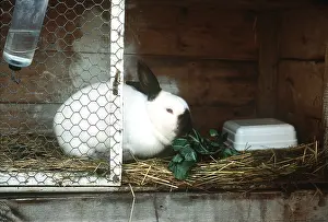 Equipment: PET RABBIT in hutch/ cage
