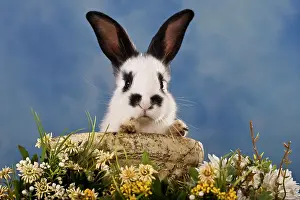 Pictures: Pet rabbit looking out of a clay dish