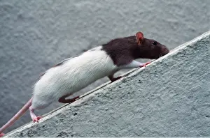 Rope: PET RAT - Brown & white hooded rat climbing up rope