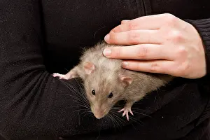 Stroking: Pet Rat - being carried by owner