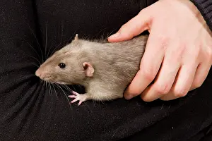 Stroking: Pet Rat - being carried by owner