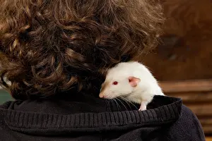Owners: Pet Rat - on owners shoulder