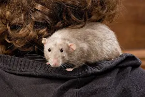 Owners: Pet Rat - on owner's shoulder