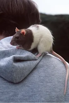 Owner: PET RAT - On shoulder
