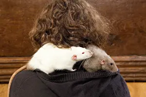Owners: Pet Rats - on owner's shoulder