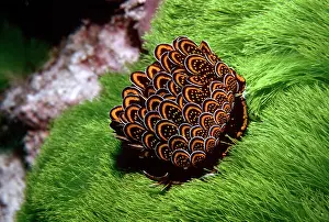 Disturbed: Petaled Nudibranch - The petals, if disturbed