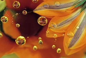 Imagination: Petals on Mylar reflective surface with