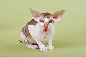 Peterbald: Peterbald cat, 16 months