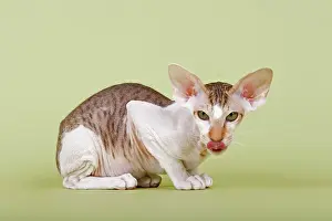 Peterbald: Peterbald cat, 16 months