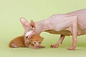 Peterbald: Peterbald cat, mother grabing kitten, 2 weeks, on