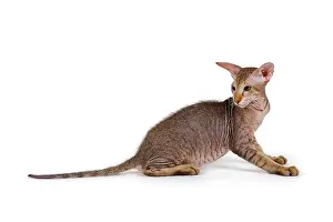 Peterbald: Peterbald kitten, 4 months Peterbald Kitten, Alter