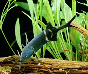 Cameroon: PeterIs Elephant FISH / Elephant-Nose / Elephant-snout