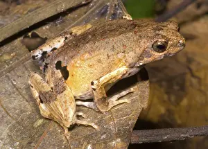Petersi: Peter's Dwarf Frog