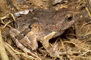 Petersi: Peter's Dwarf Frog