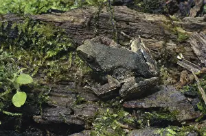 Basin: Peter's Dwarf Frog