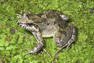 Leptodactylus: Peter's Jungle Frog (Leptodactylus petersii)