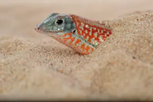 Petersi: Peters keeled cordylid (Tracheloptychus petersi)