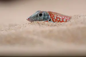 Petersi: Peters keeled cordylid (Tracheloptychus petersi)