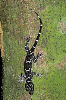Kelantan: Peter's Slender-toed gecko