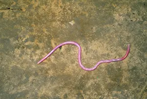 Leptotyphlops: Peter's Thread / Peter's Worm Snake