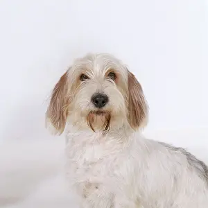 Vendeen: Petit Basset Griffon Vendeen Dog