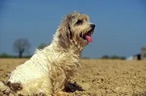 Scruffy: Petit Basset Griffon vendeen - sitting, side view