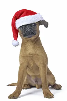 Brussels: Petit Brabancon or Brussels Griffon puppy with