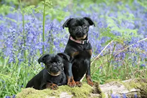 110717: Petit (Griffon ) Brabancon ( sort hair ) in Bluebells