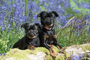 110717: Petit (Griffon ) Brabancon ( sort hair ) in Bluebells