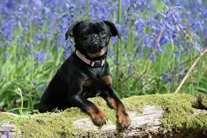 110717: Petit (Griffon ) Brabancon ( sort hair ) in Bluebells