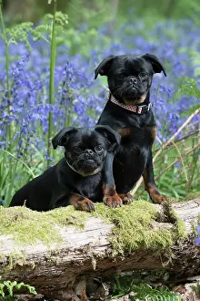 110717: Petit (Griffon ) Brabancon ( sort hair ) in Bluebells