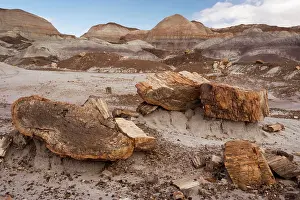 Fossilised: Petrified Forest National Park, Arizona: fossil