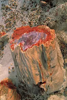 Petrified: Petrified log