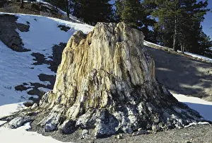 Tertiary: Petrified Stump in Colorado