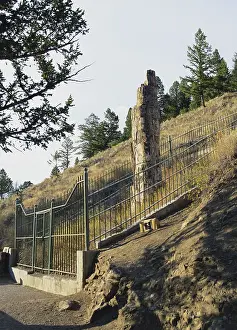 Tertiary: Petrified Tree in Yellowstone
