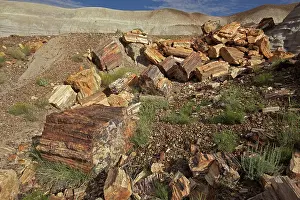 Fossilised: Petrified trees - Triassic period - 200-250 million