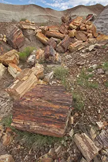 Fossilised: Petrified trees - Triassic period - 200-250 million