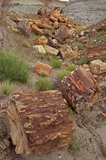 Fossilised: Petrified trees - Triassic period - 200-250 million