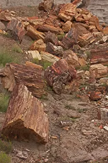 Triassic: Petrified Trees - Triassic period 200-250 million years ago