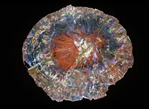 Agatized: Petrified Wood