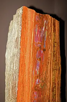 Permineralization: Petrified Wood