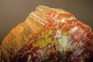 Permineralization: Petrified Wood