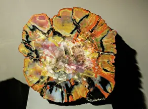 Representation: Petrified Wood