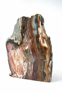 Juniper: Petrified Wood