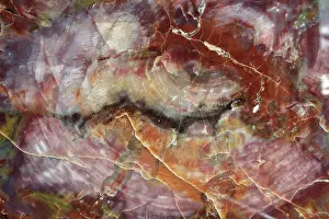 Triassic: Petrified Wood