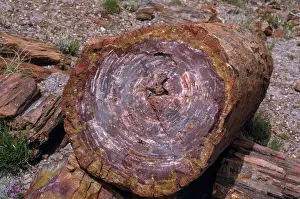 Petrified: Petrified Wood