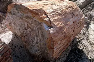 Petrified: Petrified Wood