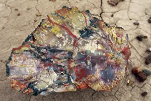 Petrified: Petrified Wood